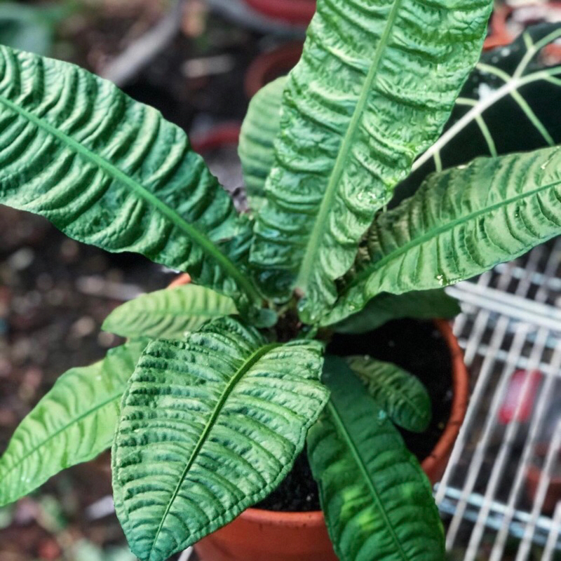 anthurium reflexinervium