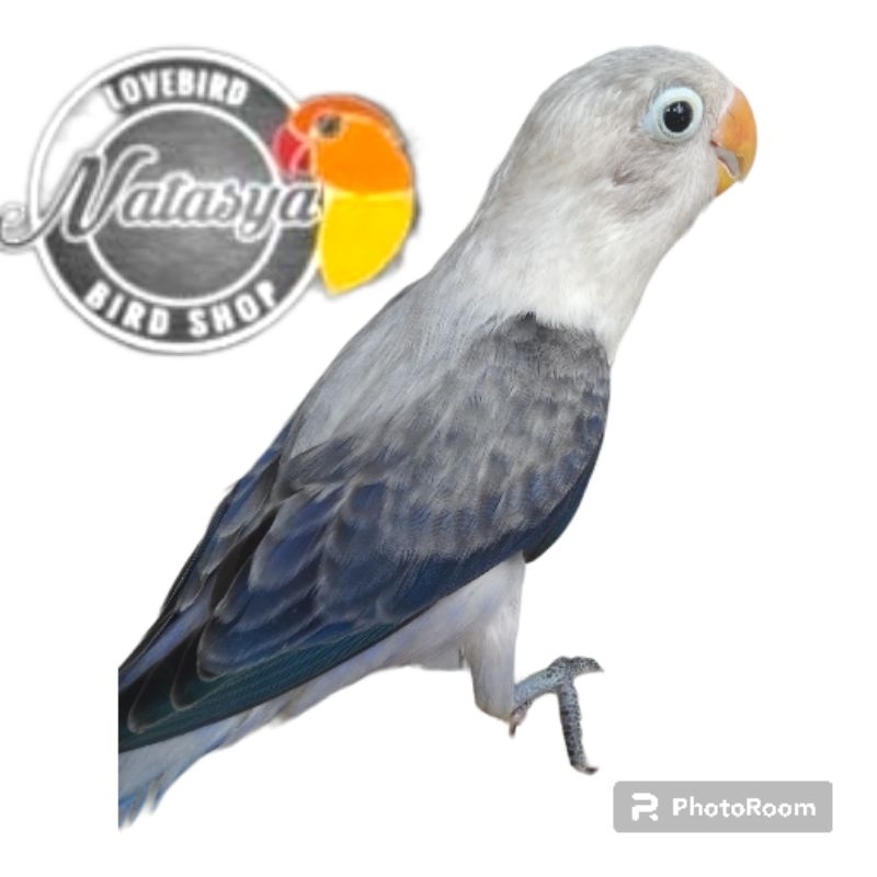 LOVEBIRD BIOLA EUWING