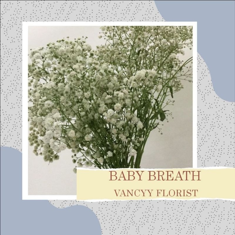Bunga Baby Breath Pertangkai / Bunga Baby Breath Fresh / Bunga Baby Breath Potong / Baby Breath Vanc