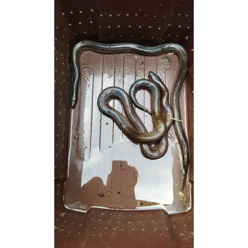 Ular Sunbeam pelangi Jumbo Reptil Murah