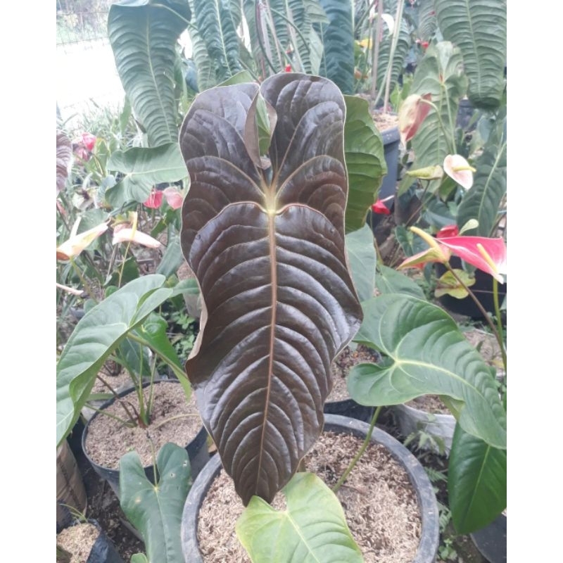 anthurium black vietchii