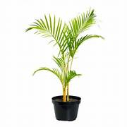 Tanaman Hias Palem / Palm Kuning