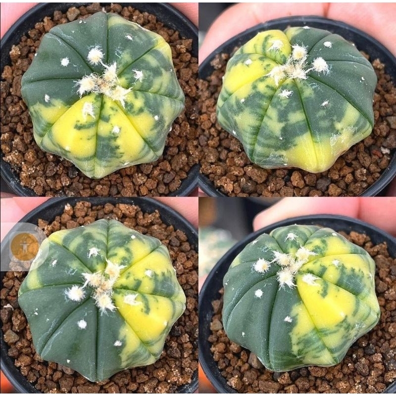 Kaktus Astrophytum Var starshape