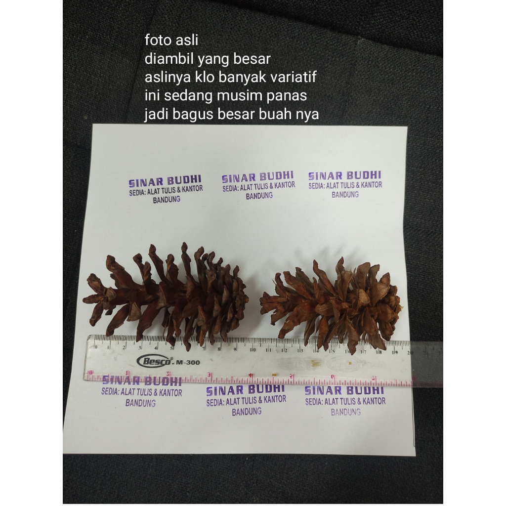 

buah pohon cemara satuan pine cone pinus 5 sd 11 cm variatif hiasan natal dekoratif
