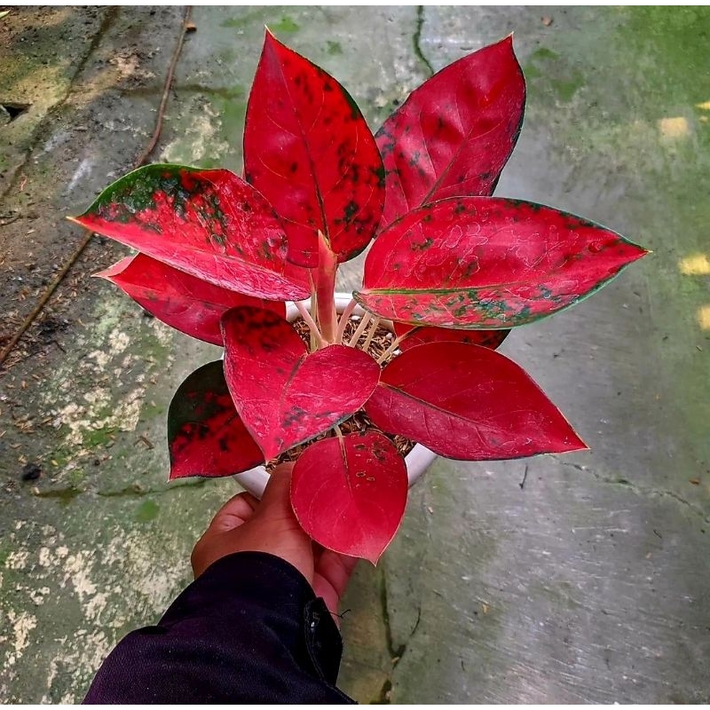 Aglonema Kochin Red Diamond Tanaman Hias Aglonema Aglaonema Kochin Red Diamond Aglonema Merah Bunga 
