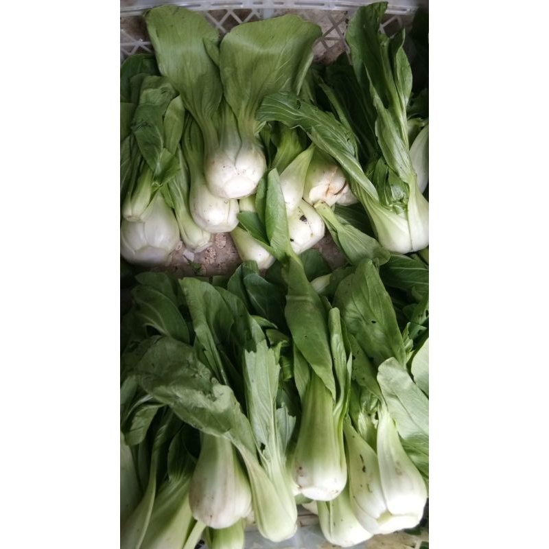 

Pokcoy / Bokcoy
