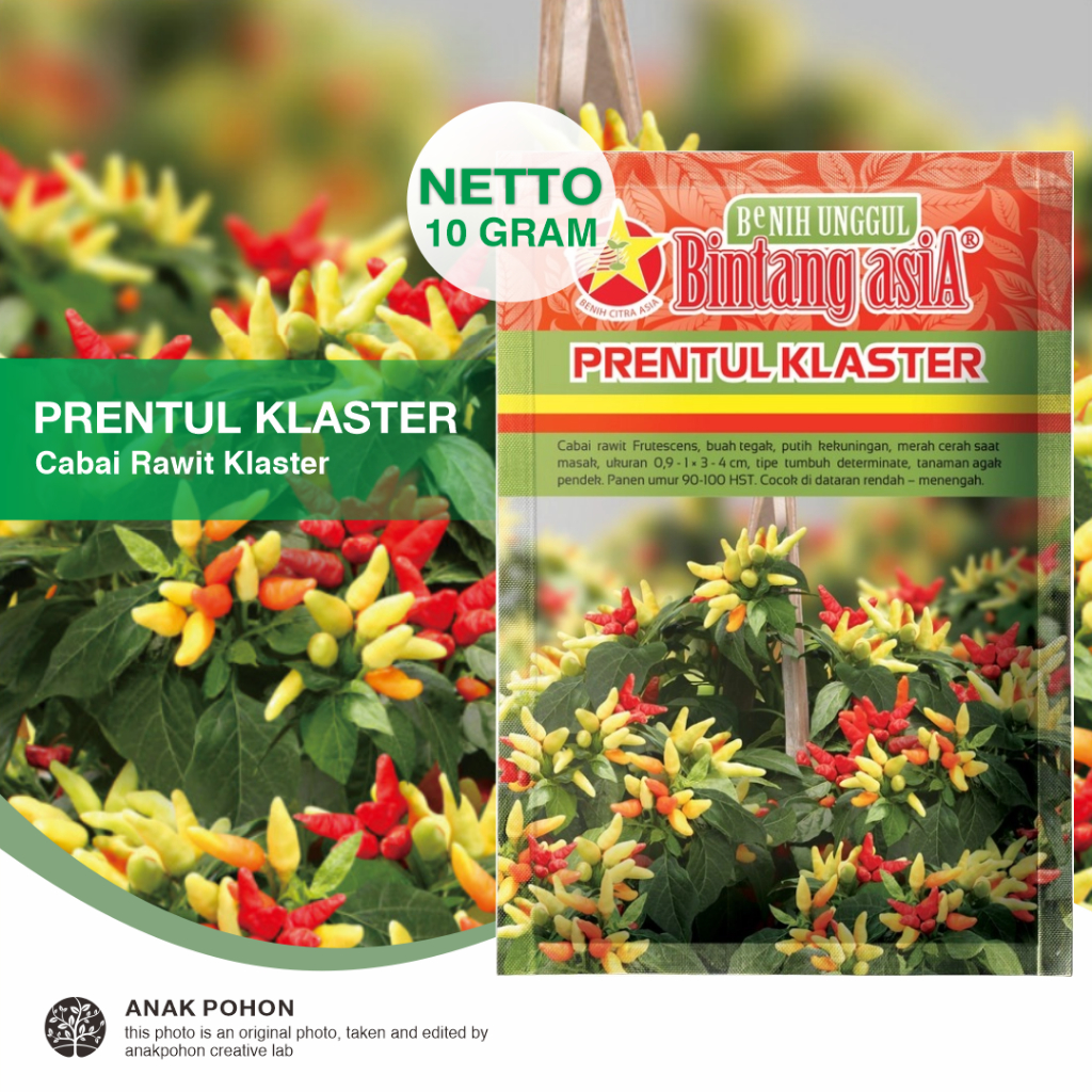 (1 PACK) Benih Cabai Rawit PRENTUL KLASTER Cabe Rawit Bergerombol Seeds - Bintang Asia - 10 GRAM