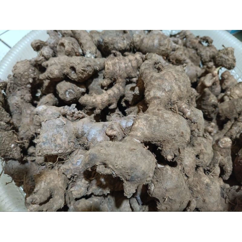 

Jahe Merah 500gr - 1Kg Besar dan Kecil