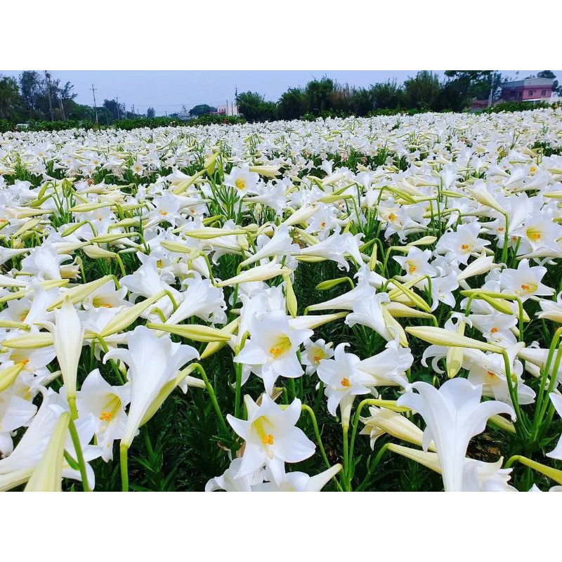 easter lily 50 cm