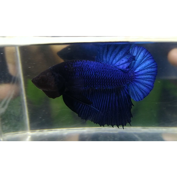 Cupang HMPK Blue Black Besgel Top Grade Real Pict Sesuai Foto