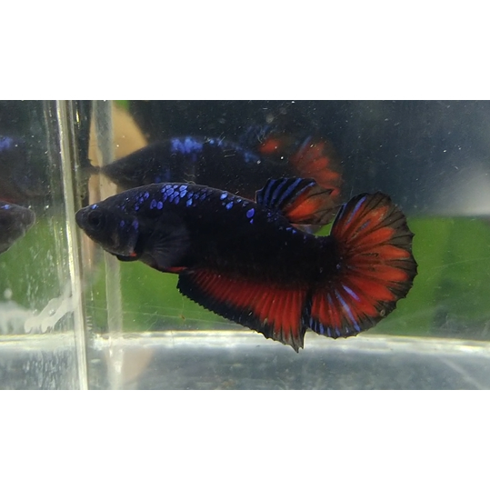 Cupang Avatar Vampire Gordon Hitam Pekat Real Pict Sesuai Gambar