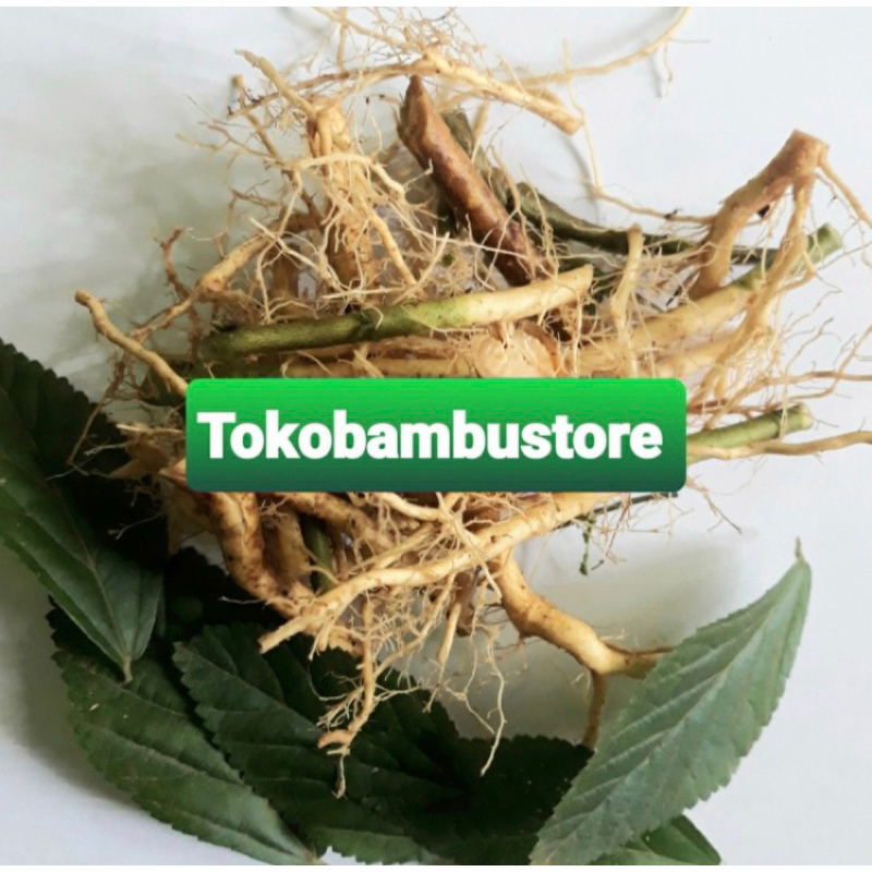 

Akar sidaguri jantan akar sidoguri segar 250 gram-az