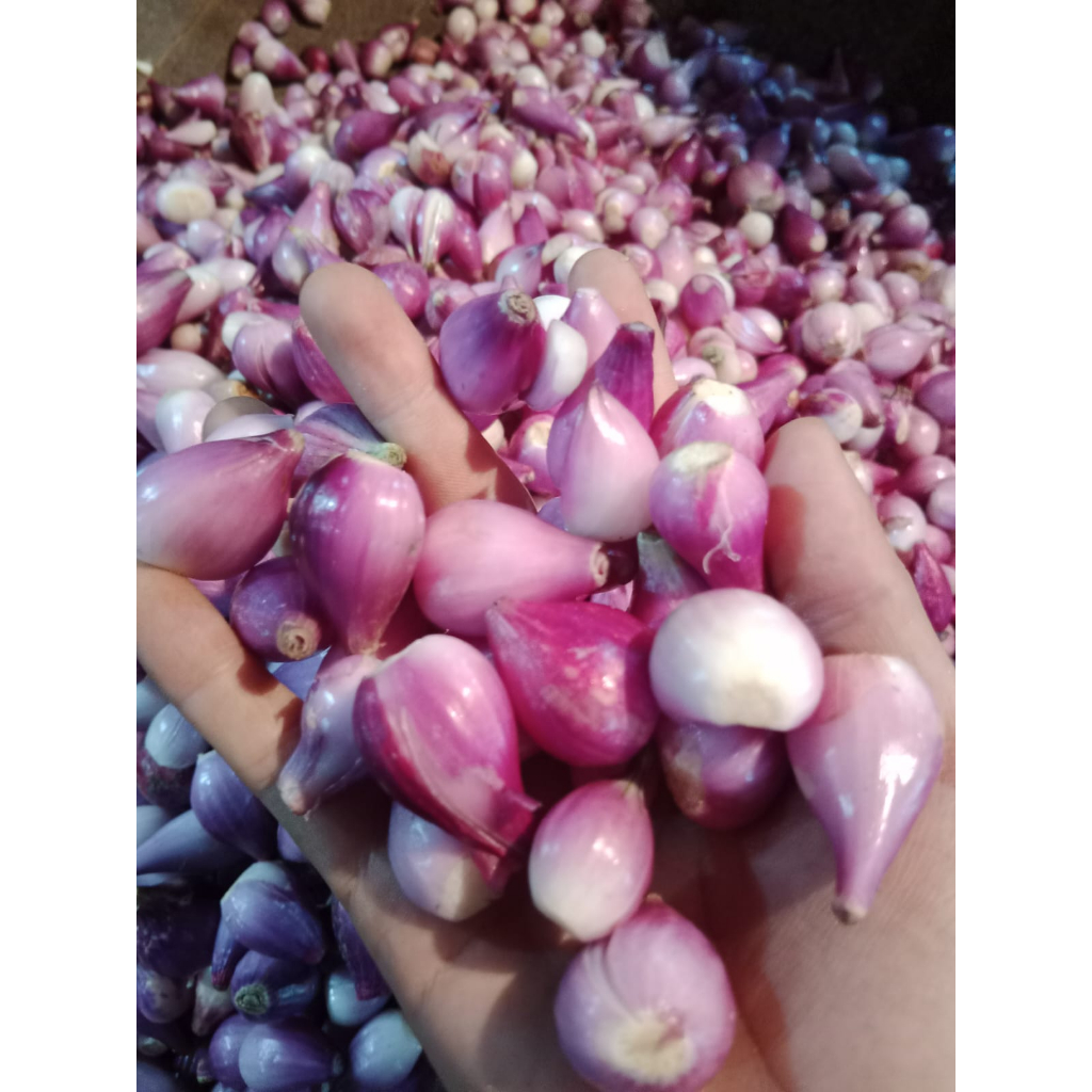 BAWANG MERAH KUPAS /BAWANG BREBES KUPAS SEGAR