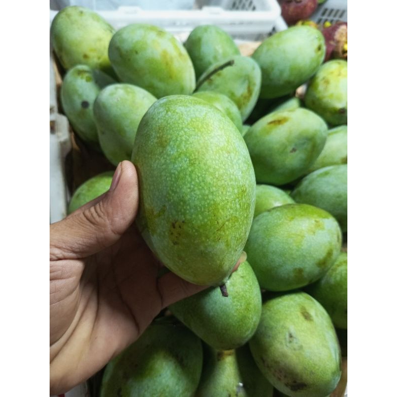 

buah mangga manalagi /kg