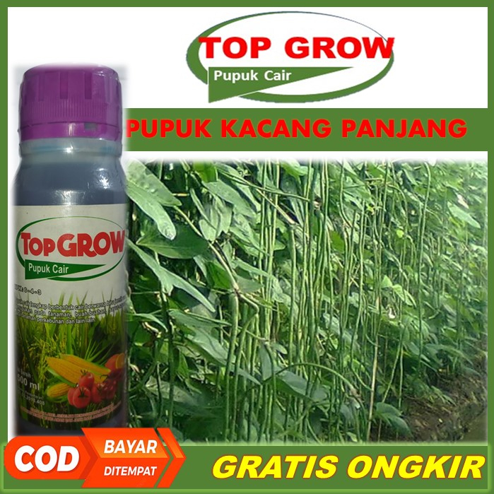 TOP GROW Pelebat Kacang Panjang Terbaik Tahan di Musim Hujan - Pupuk NPK Cair Pelebat Kacang Panjang
