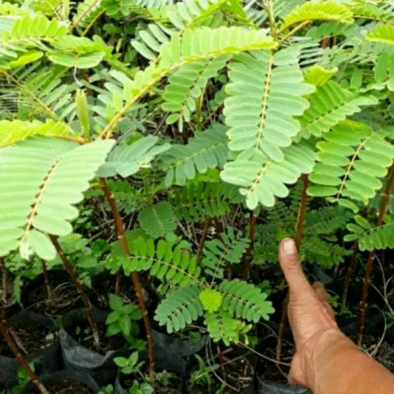 BIBIT KEMBANG TURI MERAH/TURI MERAH SUPER