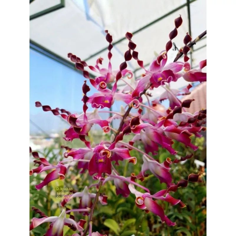 Bunga anggrek dendrobium keriting spesies kraikan sirinungsi seedling