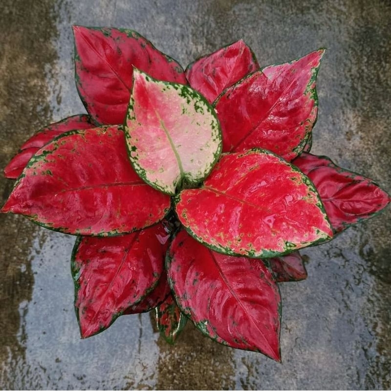 Aglonema Blackmaroon Tanaman Hias Bunga Aglaonema Murah Merah BUKAN bonggol bibit - tanaman hias hid