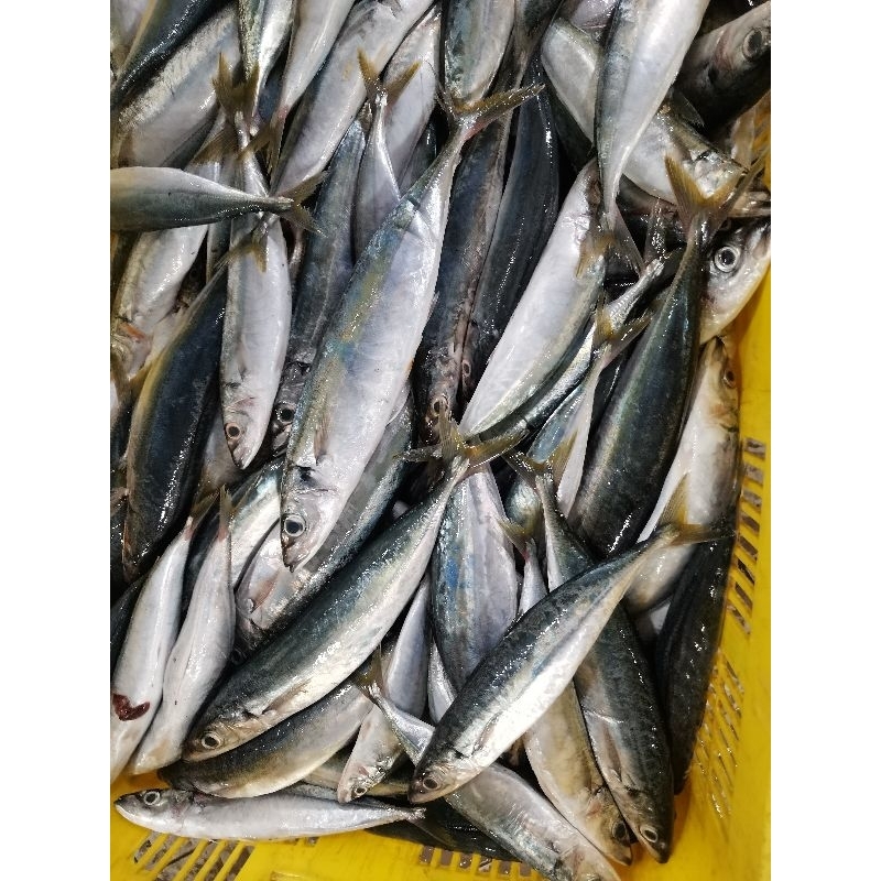 

IKAN LAYANG BESAR 1kg