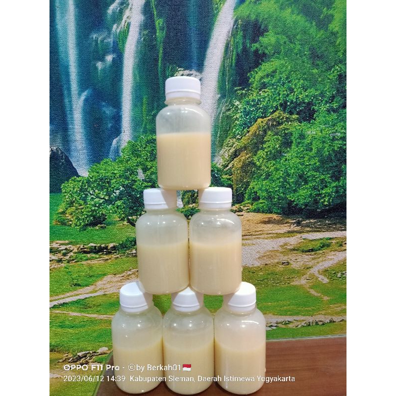 

Royal Jelly Murni Fresh madu honey bee hdi original hutan pure flower lebah klanceng murni asli nusantara fresh susu ratu super white al qubro alami pramuka tj thailand healthy extra thepprasit pollen peking lingchih gholiban suplemen uray manuka