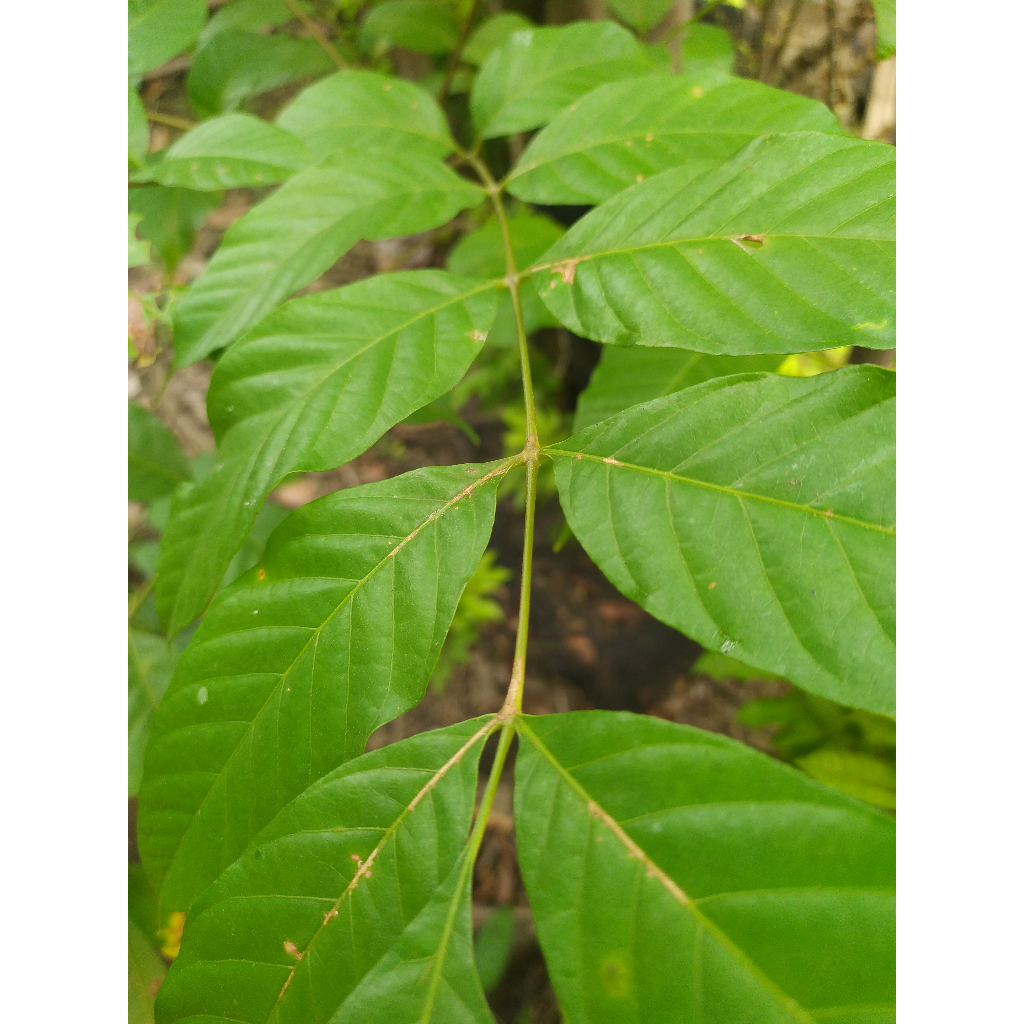 

daun kuda/ kudo / jaranan