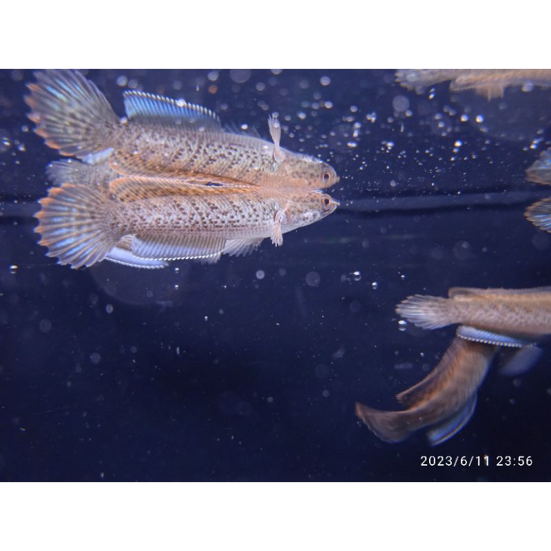 STEWARTI KARBIALONG 5-6CM
