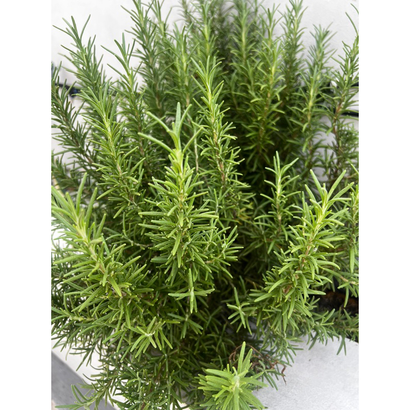 

Rosemary Fresh Organik