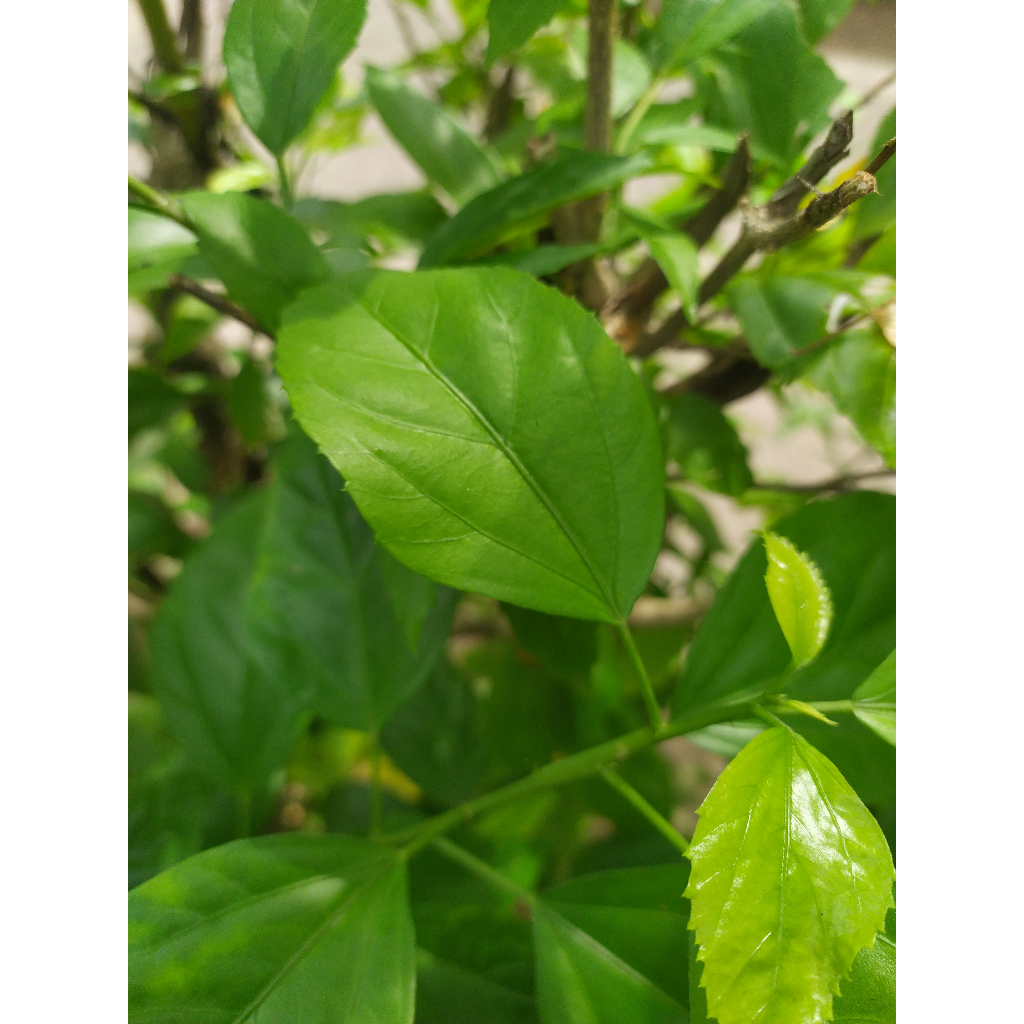 

||DAUN bunga sepatru / WORA WARI BANG.,M||