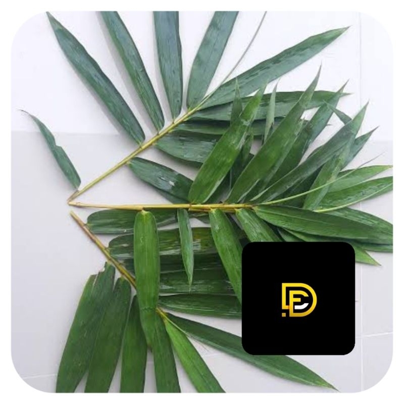

Daun bambu kuning segar isi 500 lembar pilihan-az