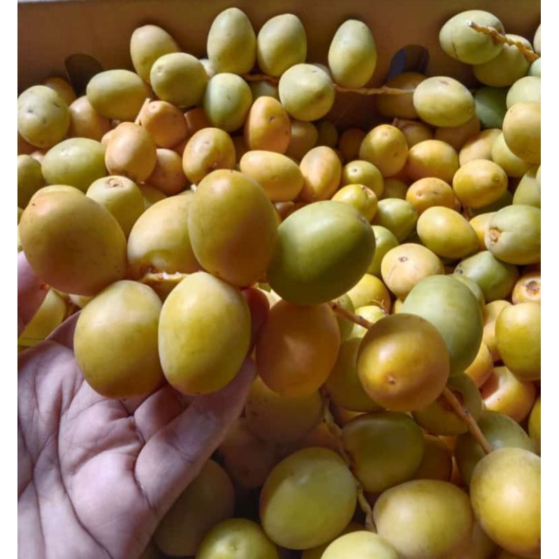 

kurma muda 500g