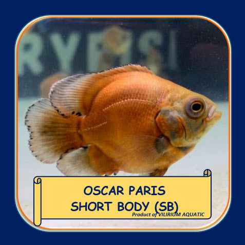 IKAN HIAS AIR TAWAR - OSCAR PARIS SHORT BODY (SB)