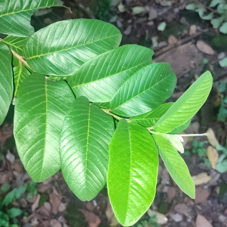 

daun jambu biji daun jambu biji segar'\[][''[][=-=