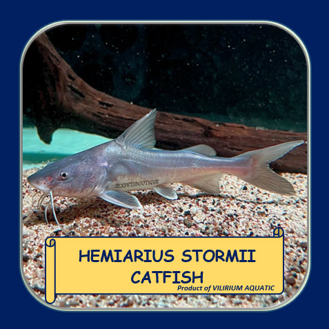 IKAN HIAS AIR TAWAR - HEMIARIUS STORMII CATFISH