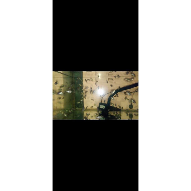 burayak louhan SRD line GB kamfa