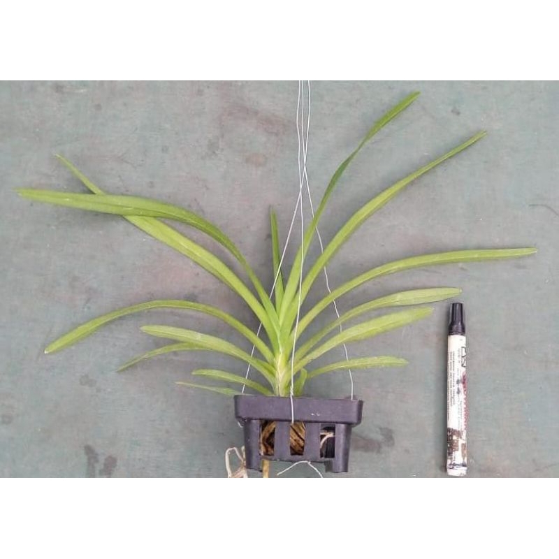 AnggrekVanda. Vanda Remaja Bangkok, Anggrek unik