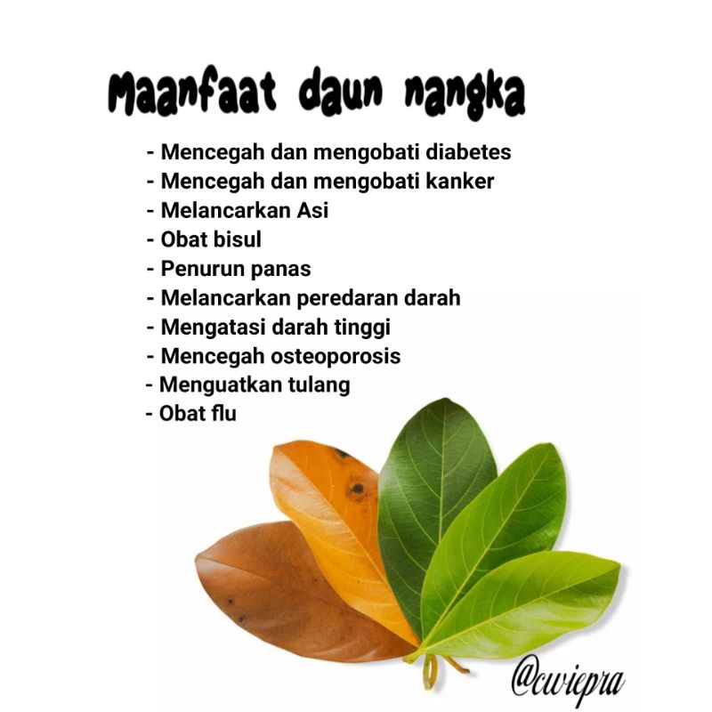 

Daun nagka hijau segar/daun nangka kuning/daun nagka kering