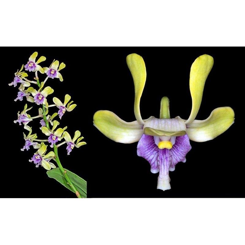 Anggrek dendrobium violaceoflavens /anggrek besi papua