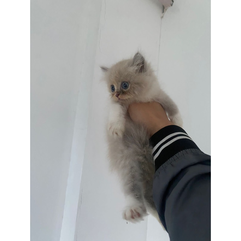 Anak Kucing BSH x Ragdoll Open Adopt Kitten British Short Hair