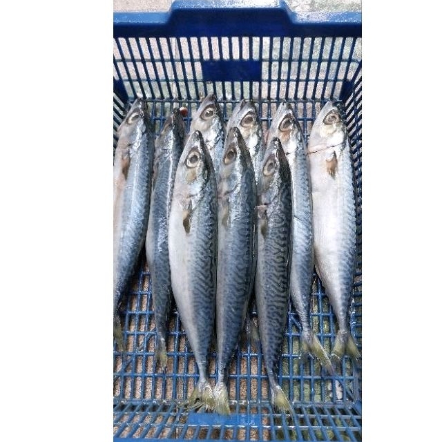 

Ikan Salem Sarden / Makarel segar 1kg