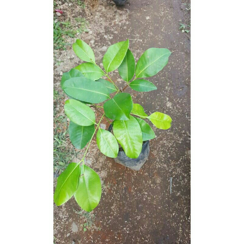 bibit jambu bira papua