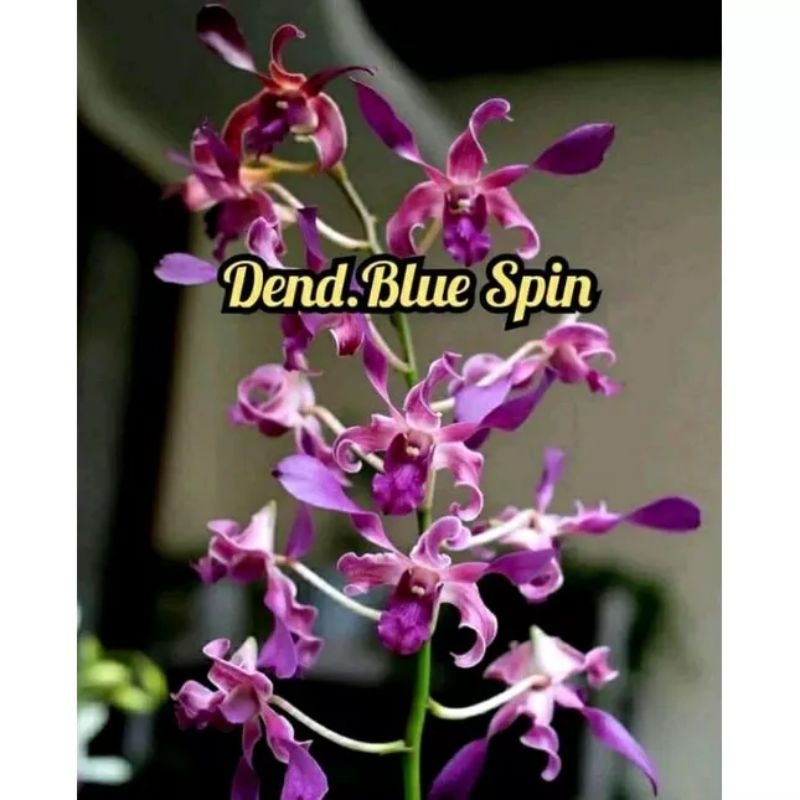 Tanaman hias anggrek dendrobium sedlling blue spin