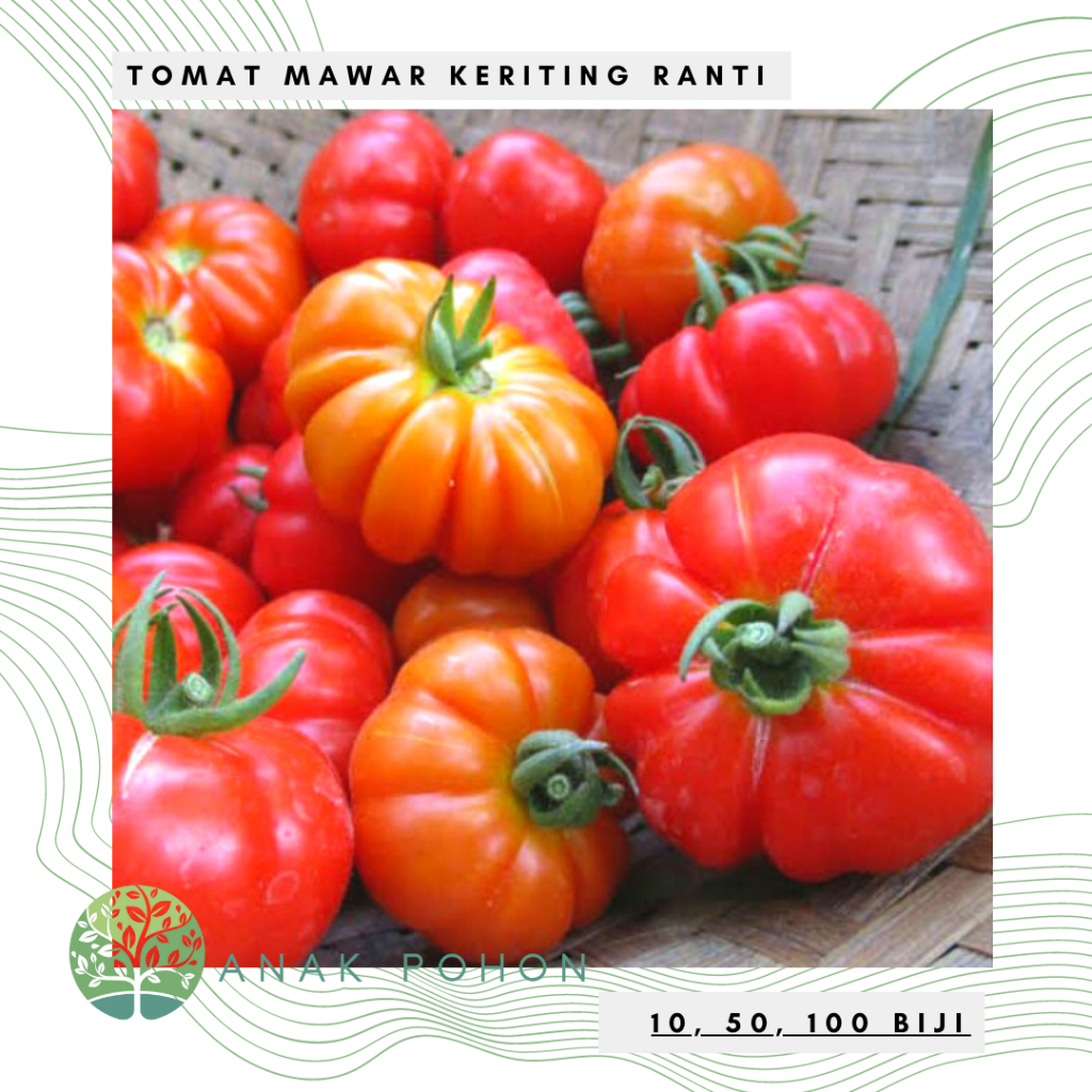 Benih Bibit Biji - Tomat Mawar Keriting Ranti Tomat Belimbing Untuk Sambal Seeds - Panen Dalam 70 HST