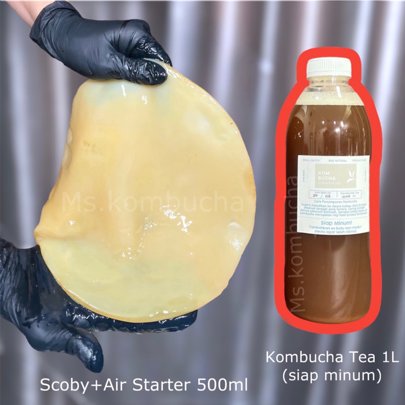 

scoby, air starter 500ml dan kombucha tea 1L