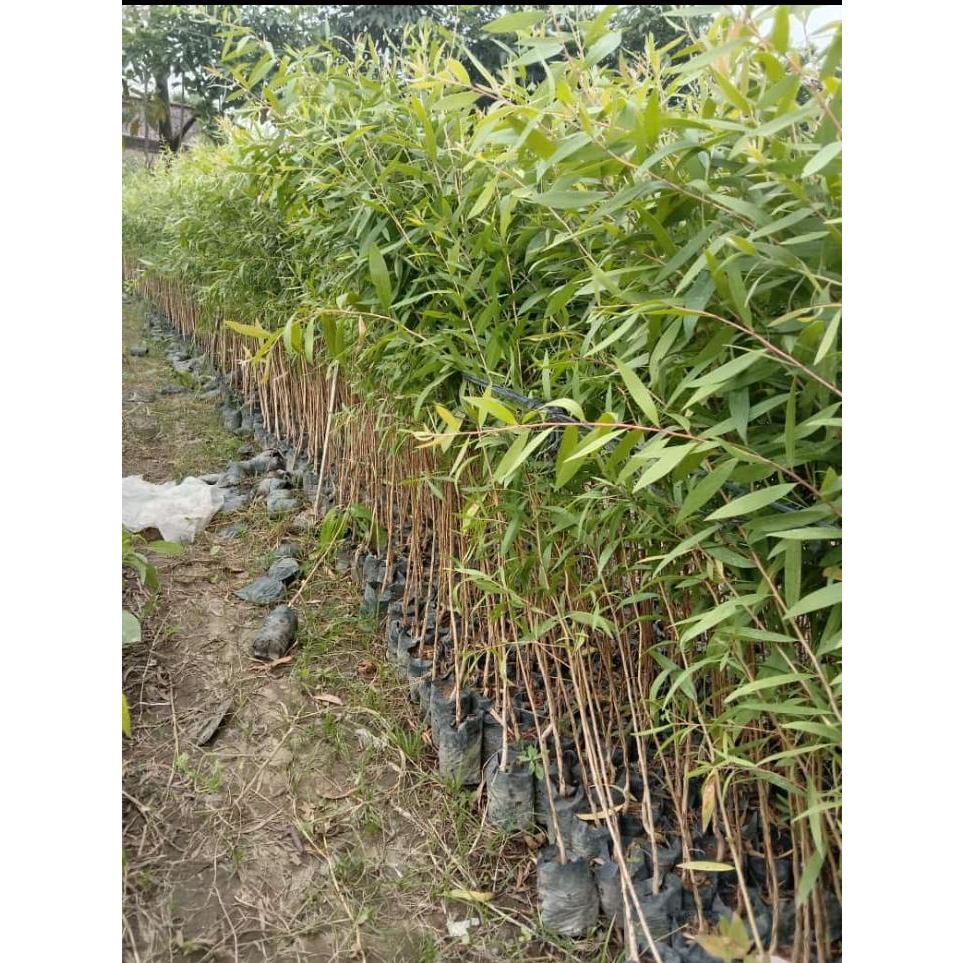 BIBIT KAYU PUTIH