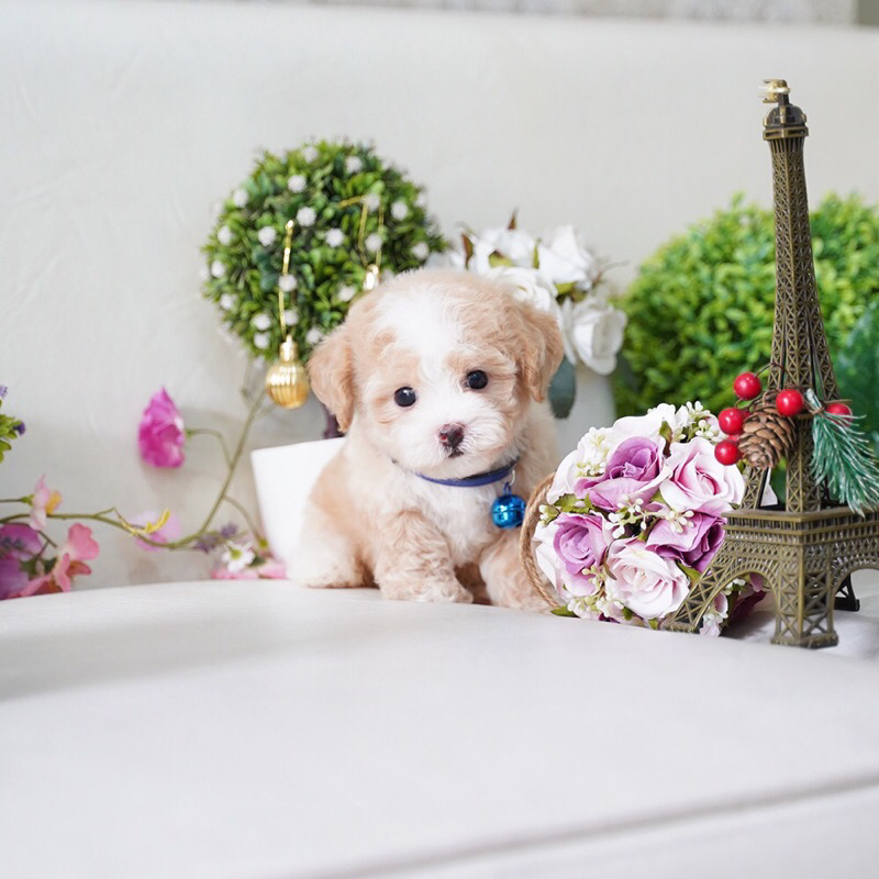 Tiny Toy Poodle Puppy Fawn Apricot Mismark Unik