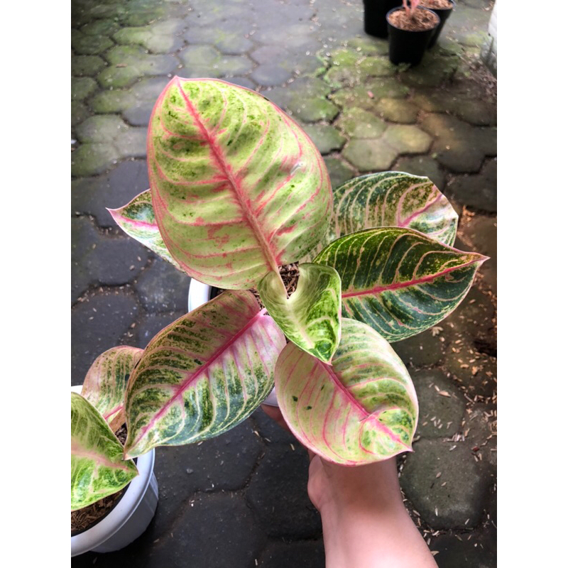 Aglaonema moonlight