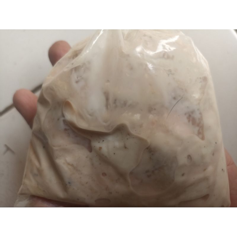 OTOT SAPI UMPAN MANCING BAWAL, LELE & GALATAMA