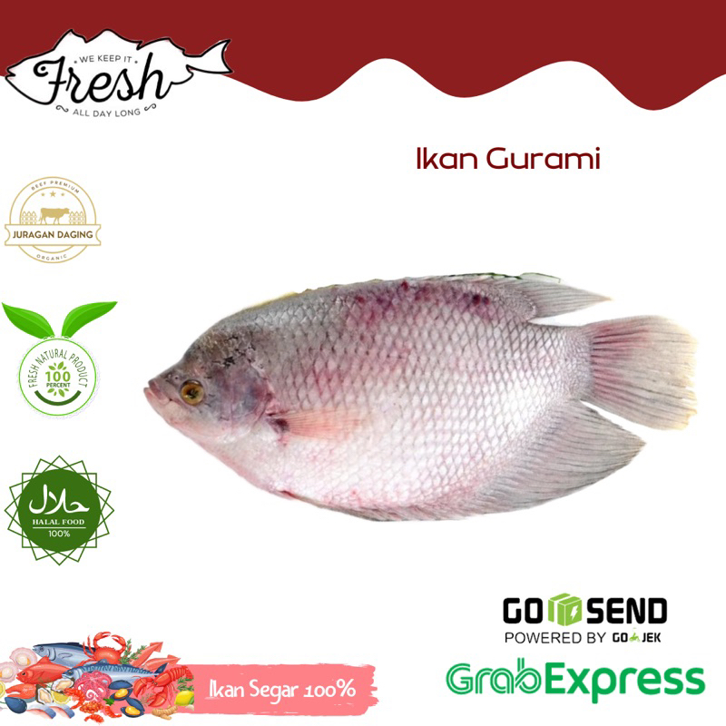 

IKAN GURAMI/IKAN GURAMI FRESH 1kg