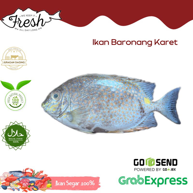 

BARONANG TOTOL/BARONANG KARET FRESH 1Kg