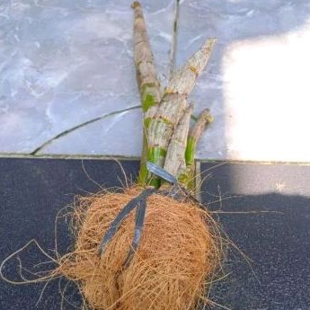 Bonggol Sedling Anggrek Dendrobium Murah